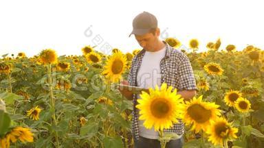 外地商人分析他们的收入。 农艺师研究向日葵的作物。 一个农民用平板电脑工作